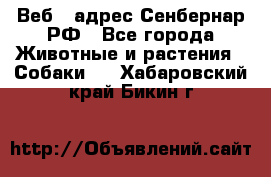 Веб – адрес Сенбернар.РФ - Все города Животные и растения » Собаки   . Хабаровский край,Бикин г.